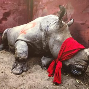 World Press Photo 2026 tentoonstelling in Nieuwe Kerk