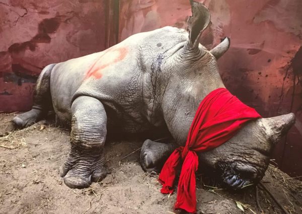 World Press Photo 2026 tentoonstelling in Nieuwe Kerk