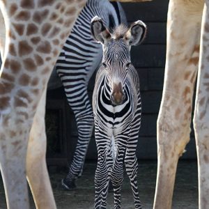 ARTIS: de oudste dierentuin van NL in hartje Amsterdam