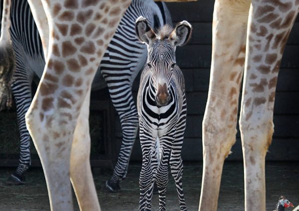 ARTIS: de oudste dierentuin van NL in hartje Amsterdam