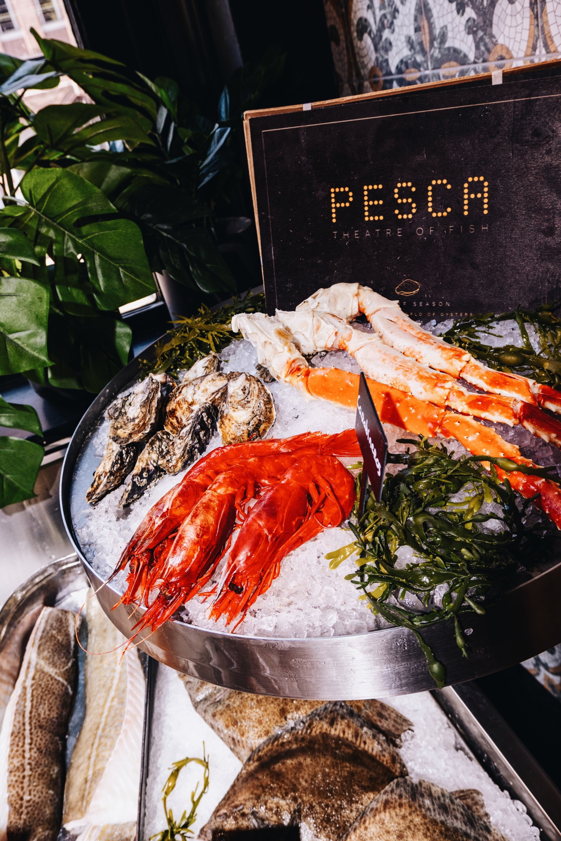 Pesca Amsterdam 2