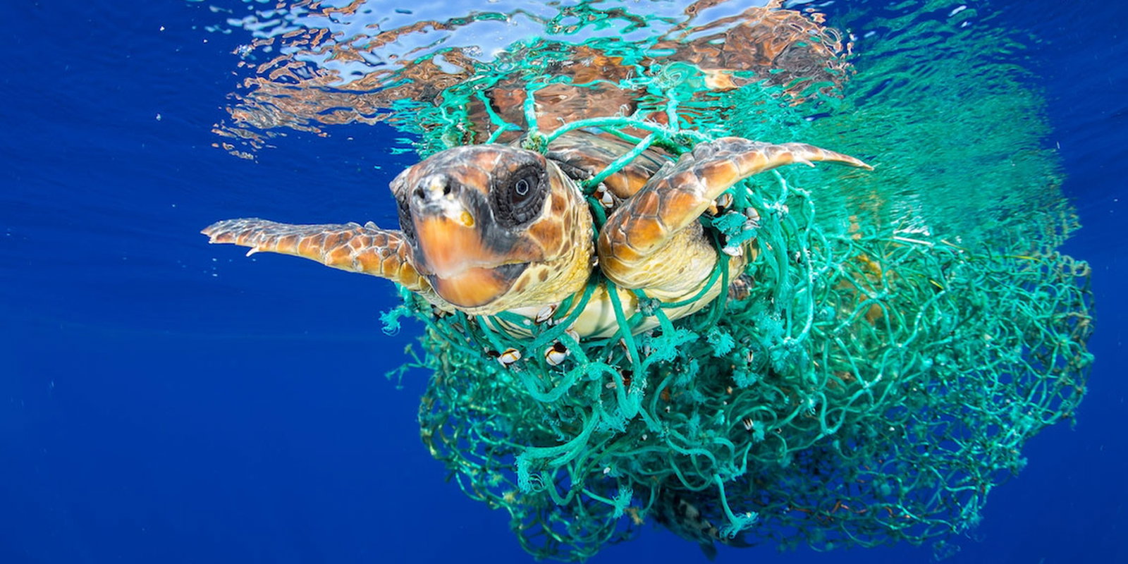 World-Press-Photo-Turtle-1