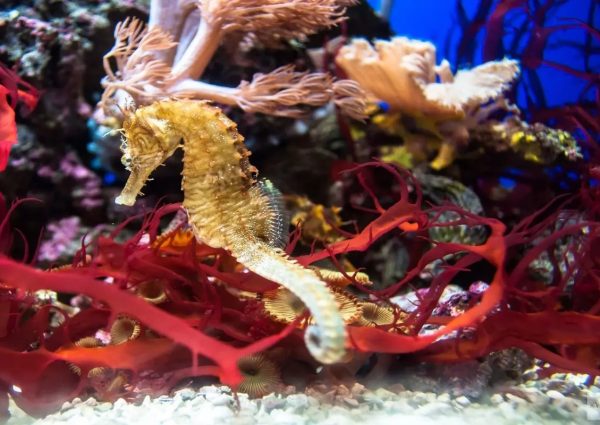 Open samen met ARTIS het gerestaureerde Aquarium