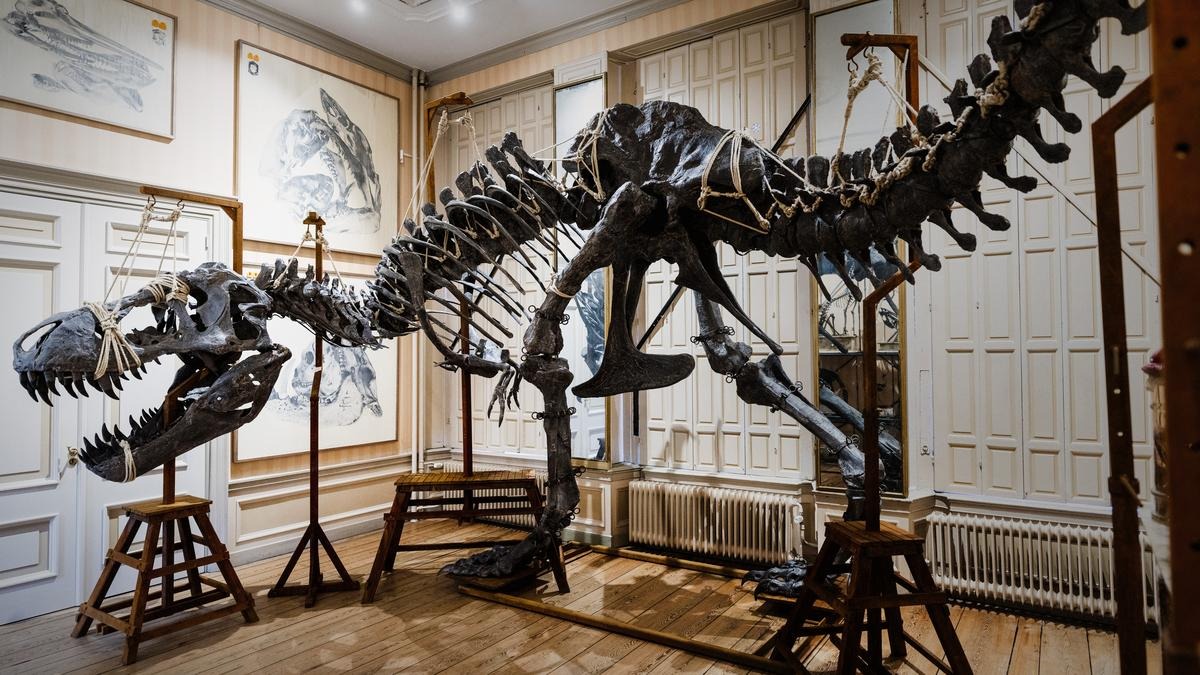 Discover the Art Zoo Museum: taxidermy at its best