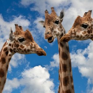 ARTIS viert Hemelvaart met Aardbewoners Festival