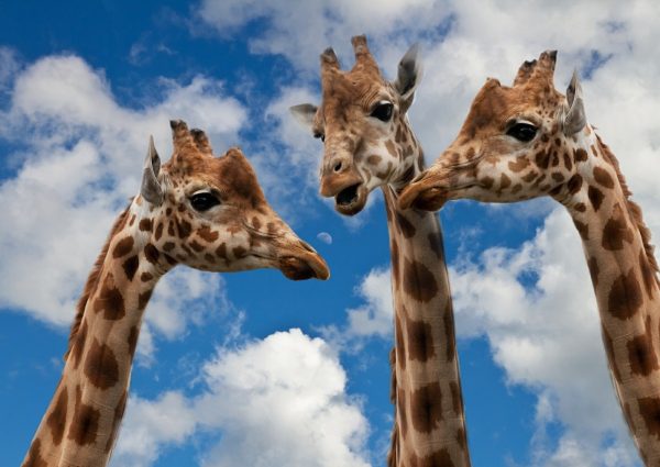 ARTIS viert Hemelvaart met Aardbewoners Festival