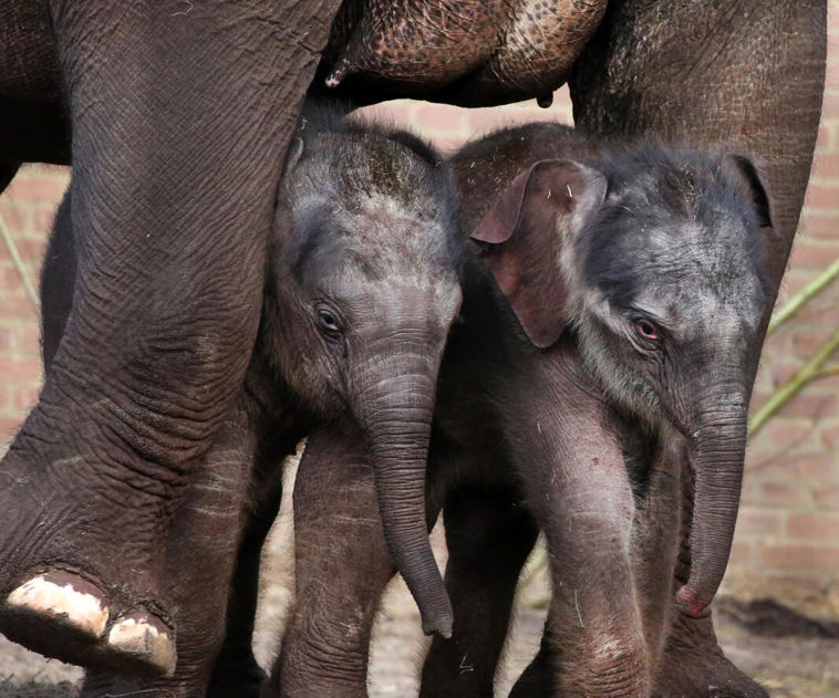 artis-baby-elephant-calf-visit-amsterdam_1