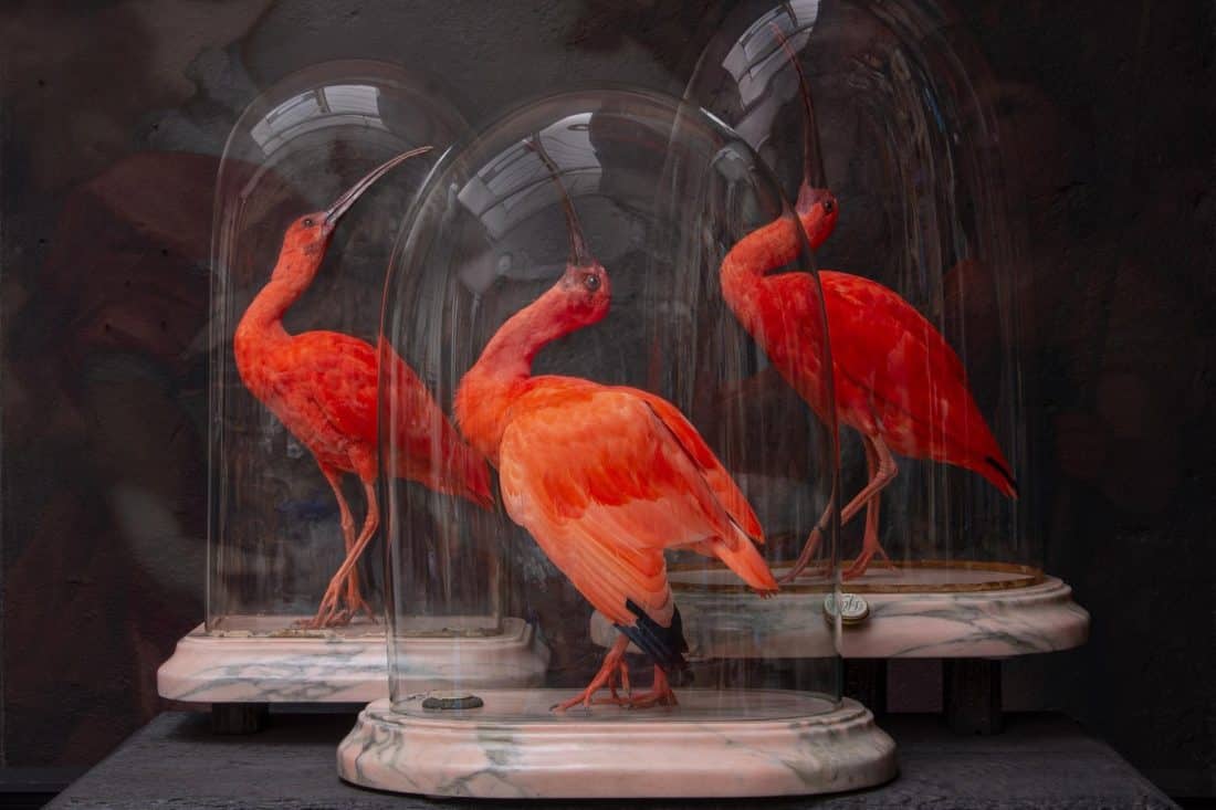 artzoo_bird