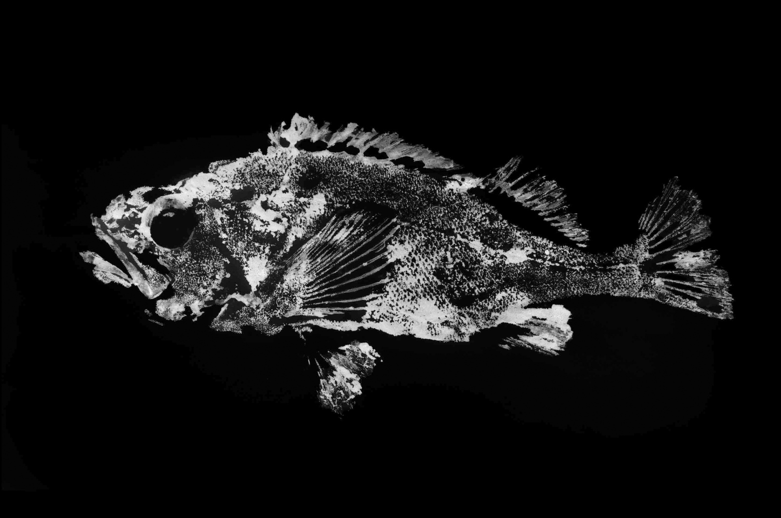 ekō-japan-scheepvaartmuseum-tentoonstelling-amsterdam_1