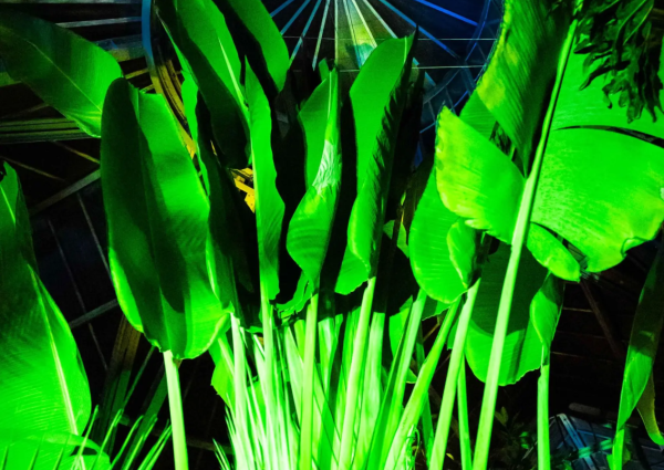 Hortus by Night in de Hortus Botanicus
