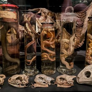 Museum Vrolik: Anatomische collectie van 250 jaar oud