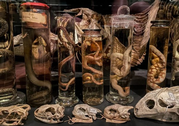 Museum Vrolik: Anatomische collectie van 250 jaar oud