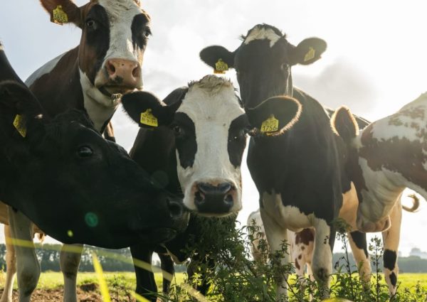 Over-Amstel: Waar ambacht en gastronomie samenkomen