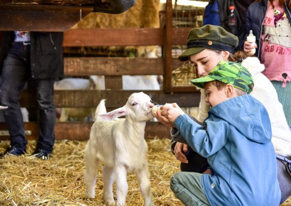 Lambs born at Amsterdam Forest city farm