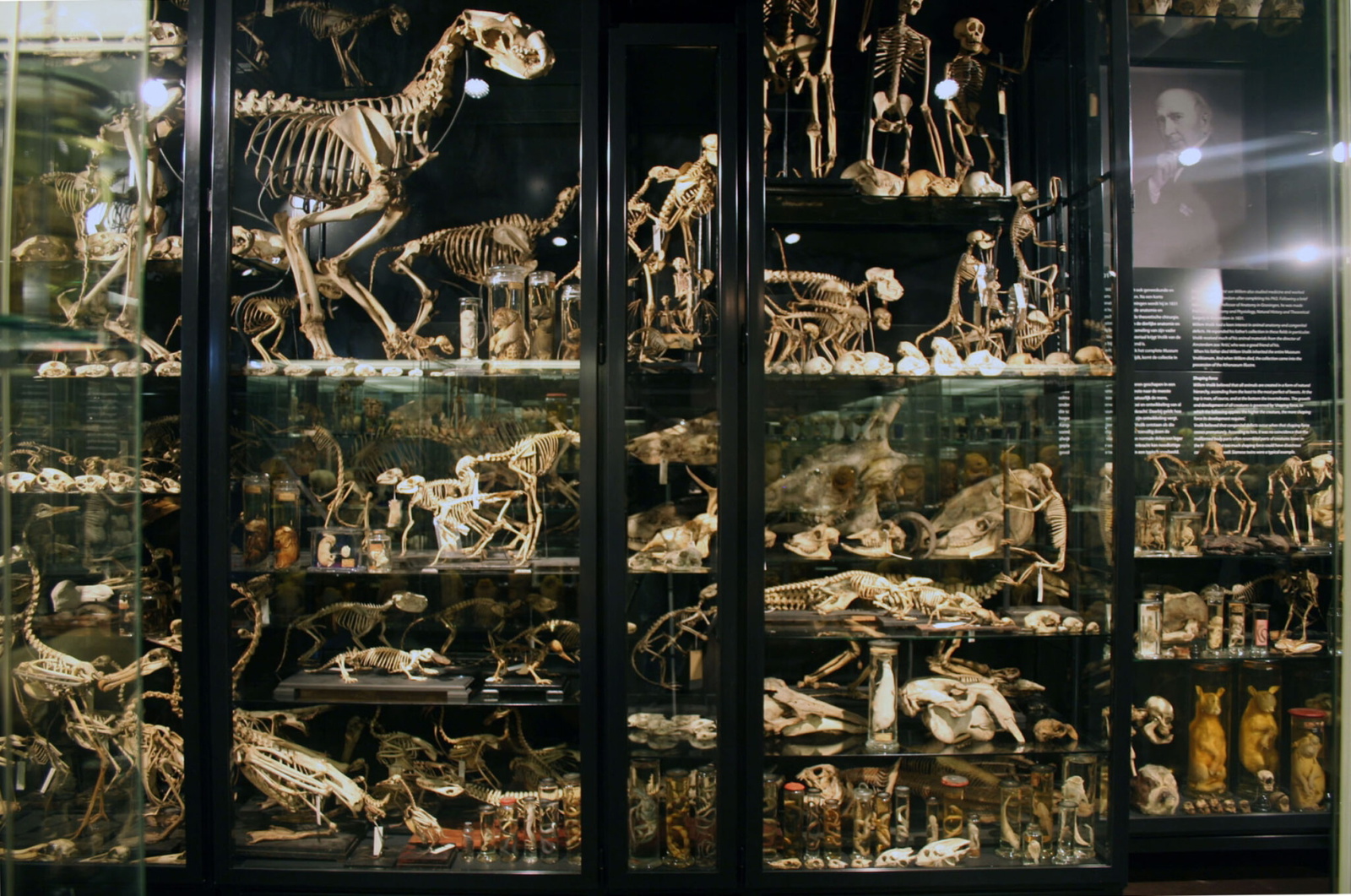 Museum Vrolik: 250-year-old anatomical collection