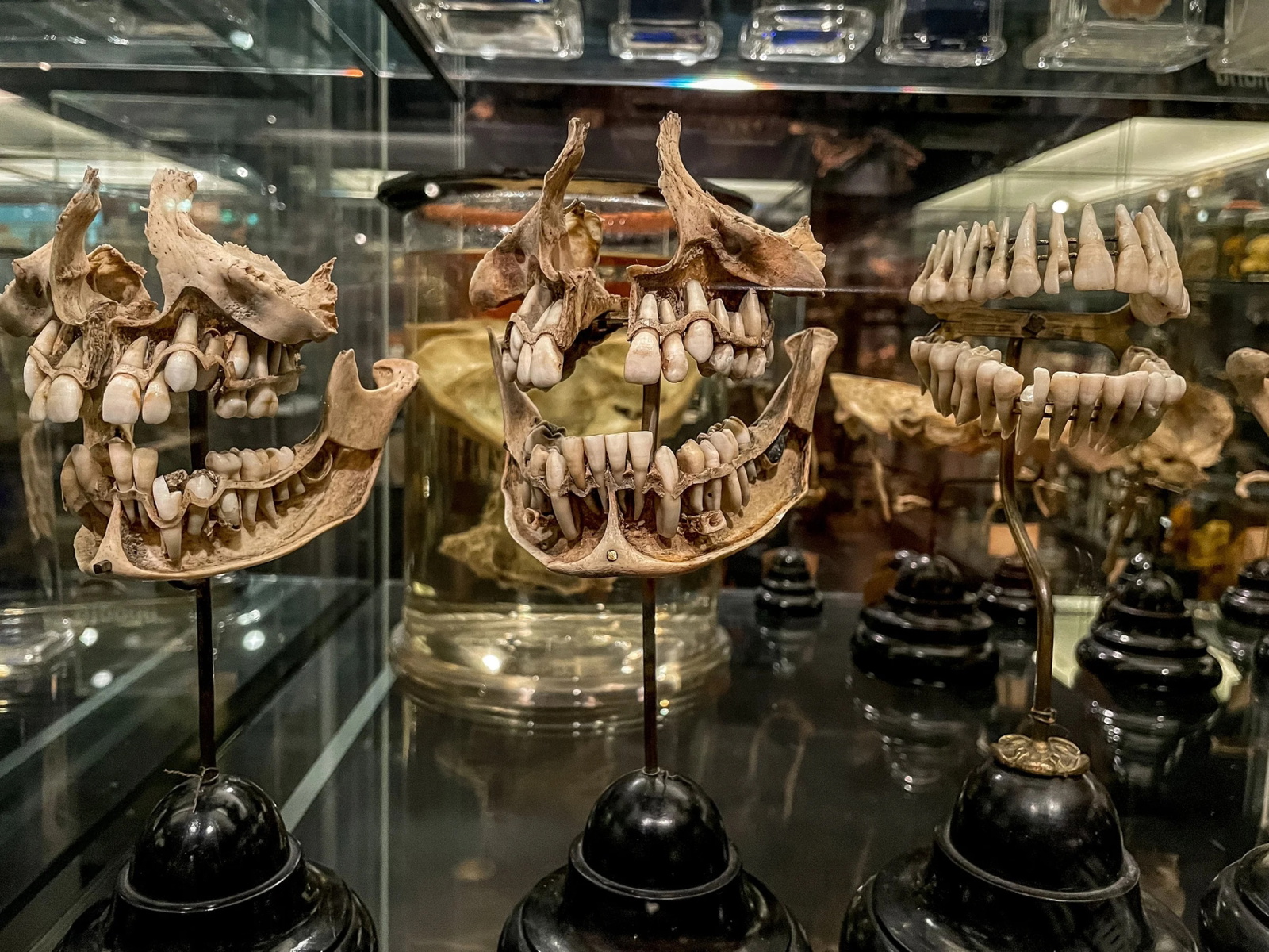 vrolik-amc-museum-amsterdam_2