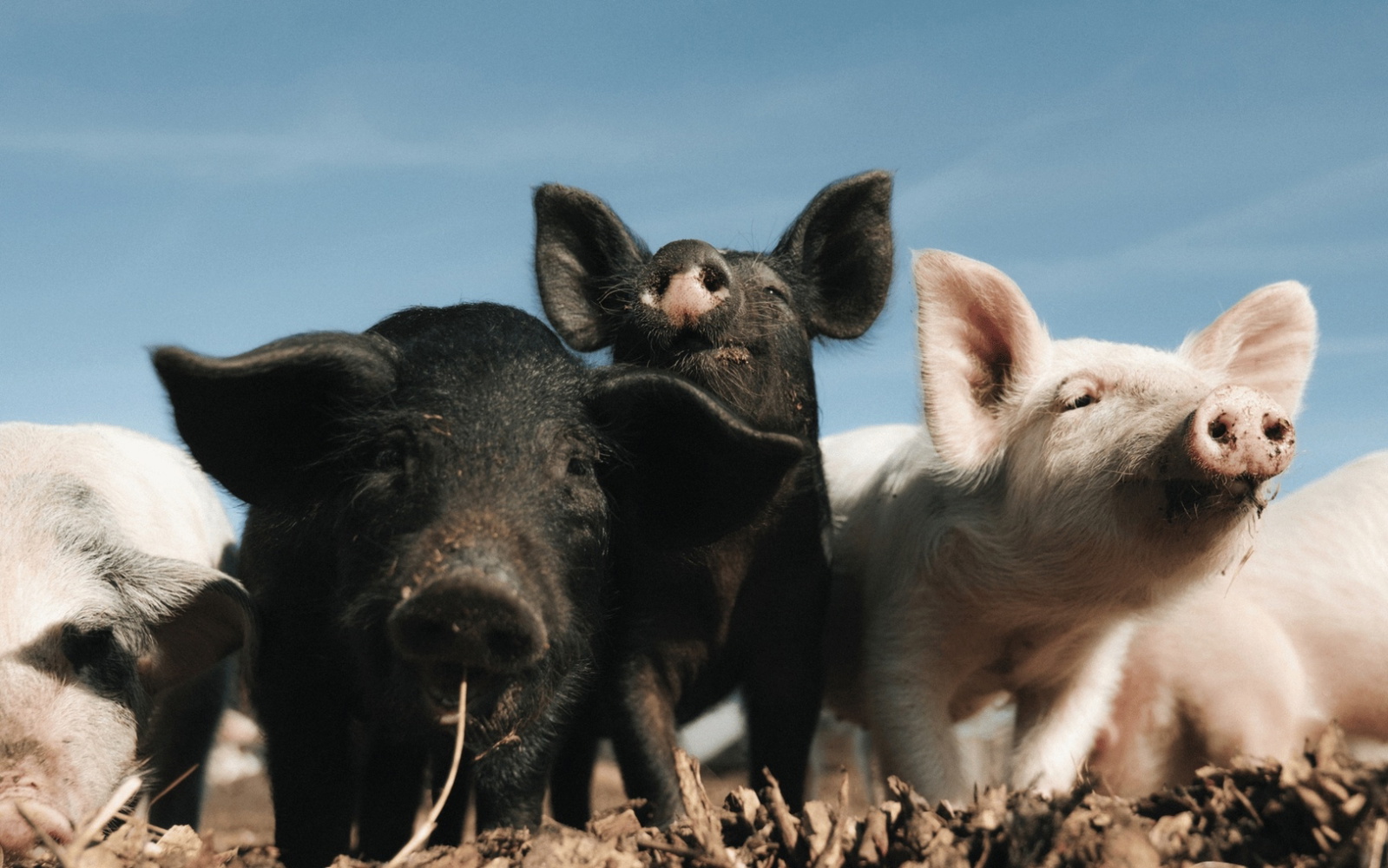Wils at the Farm: Joris Bijdendijk cooks for six weeks at Lindenhoff